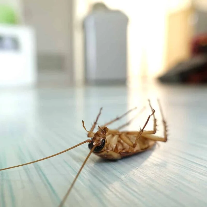 Kakkerlakken of ander ongedierte in huis? Vind een vakman bij jou in de buurt om het te laten bestrijden via GekeurdeVakman.