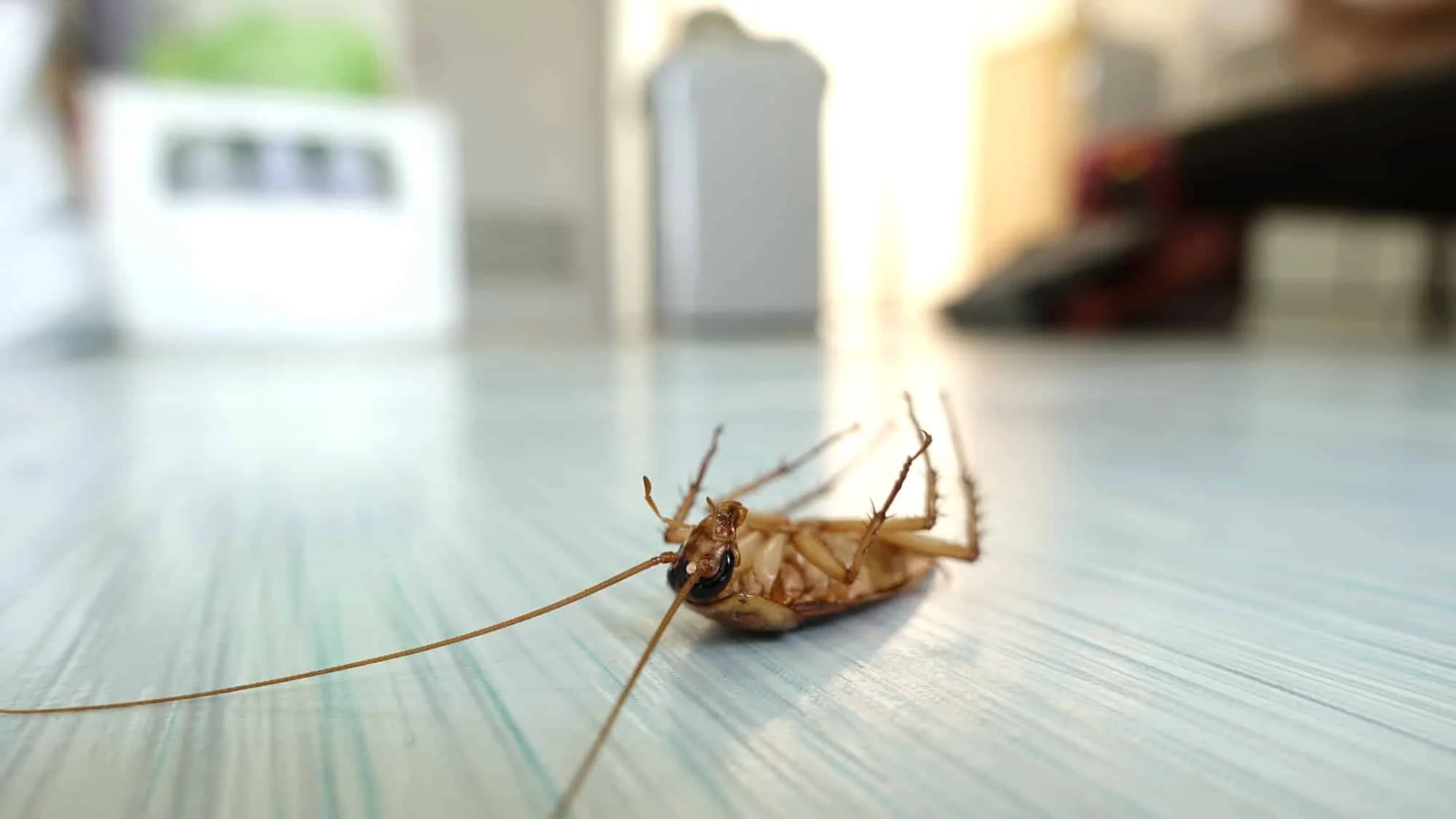 Kakkerlakken of ander ongedierte in huis? Vind een vakman bij jou in de buurt om het te laten bestrijden via GekeurdeVakman.